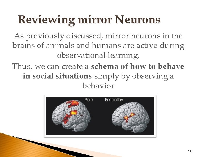 Reviewing mirror Neurons As previously discussed, mirror neurons in the brains of animals and