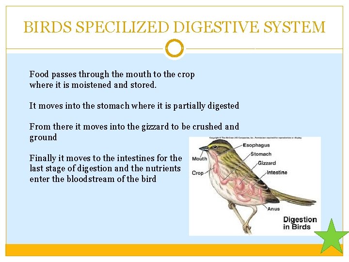 BIRDS SPECILIZED DIGESTIVE SYSTEM Food passes through the mouth to the crop where it