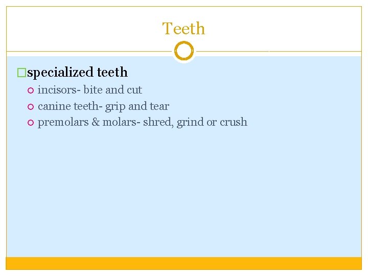 Teeth �specialized teeth incisors- bite and cut canine teeth- grip and tear premolars &