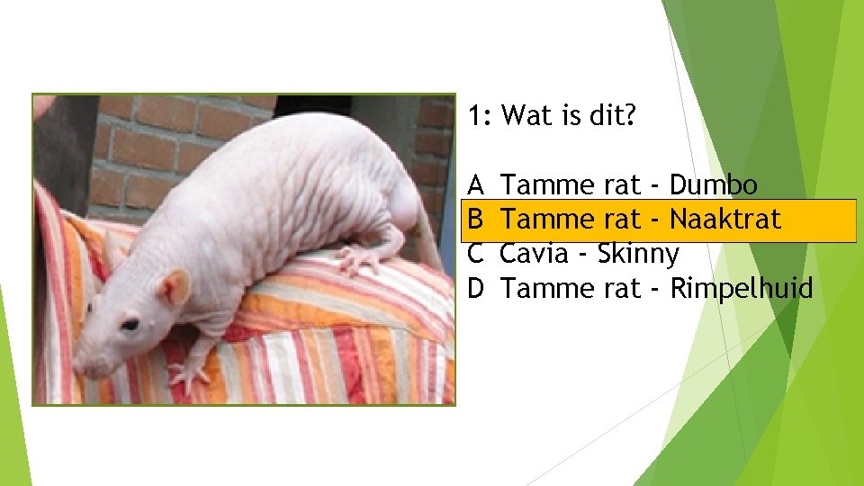 1: Wat is dit? A B C D Tamme rat - Dumbo Tamme rat