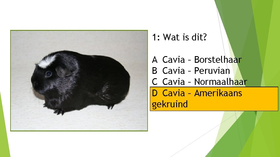 1: Wat is dit? A Cavia – B Cavia – C Cavia – D