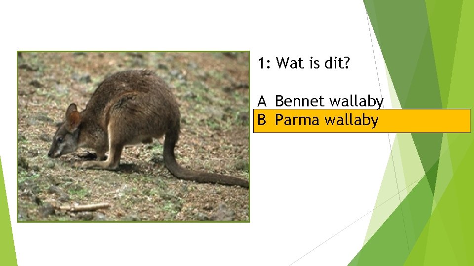 1: Wat is dit? A Bennet wallaby B Parma wallaby 