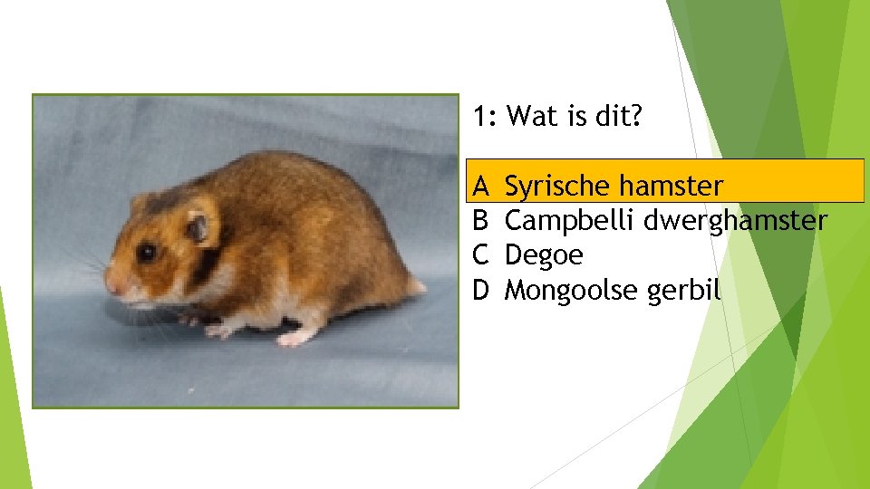 1: Wat is dit? A B C D Syrische hamster Campbelli dwerghamster Degoe Mongoolse