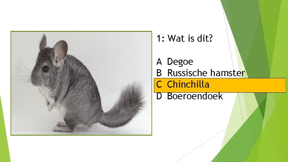 1: Wat is dit? A B C D Degoe Russische hamster Chinchilla Boeroendoek 