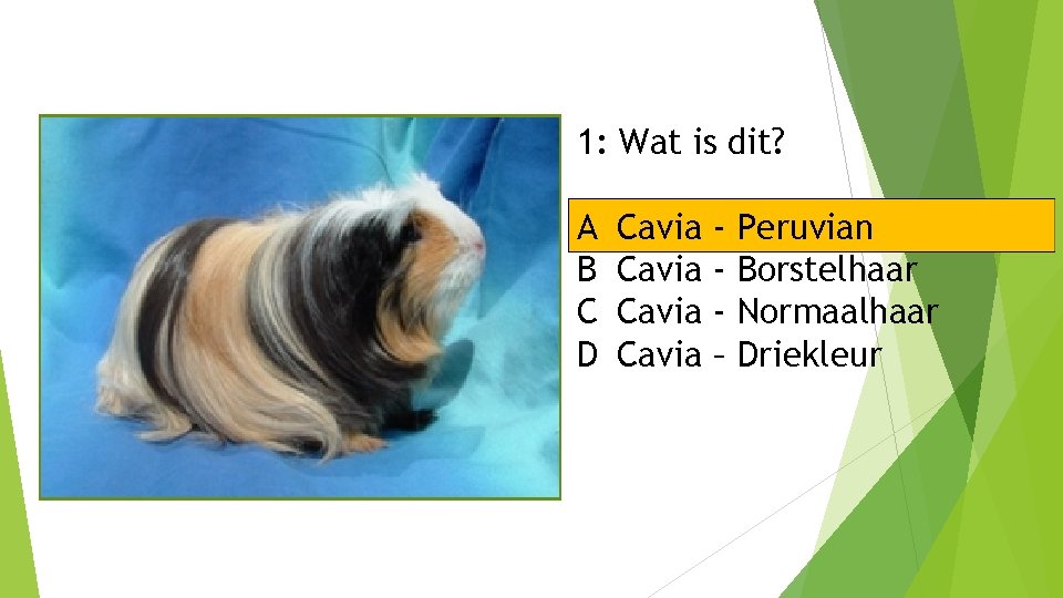 1: Wat is dit? A B C D Cavia – Peruvian Borstelhaar Normaalhaar Driekleur