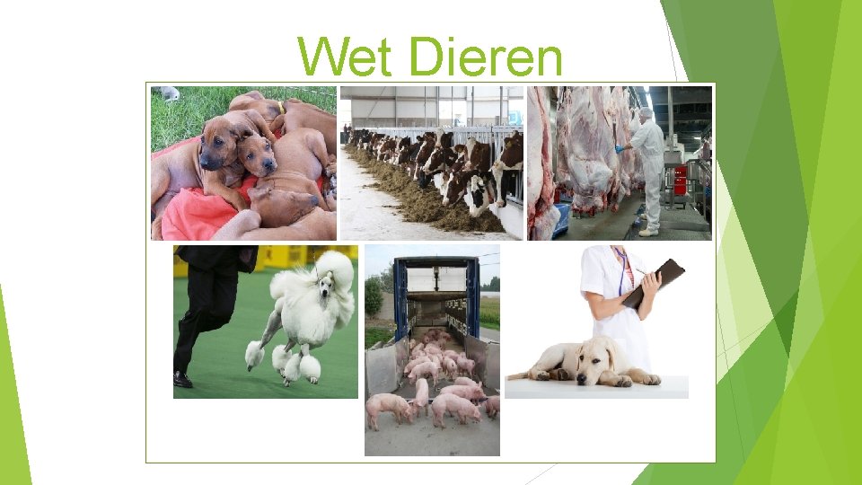 Wet Dieren Per 1 januari 2013 in werking getreden. Nee, tenzij beginsel Raam/ kaderwet