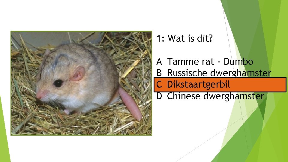 1: Wat is dit? A B C D Tamme rat - Dumbo Russische dwerghamster