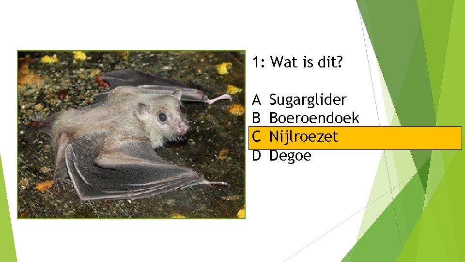 1: Wat is dit? A B C D Sugarglider Boeroendoek Nijlroezet Degoe 