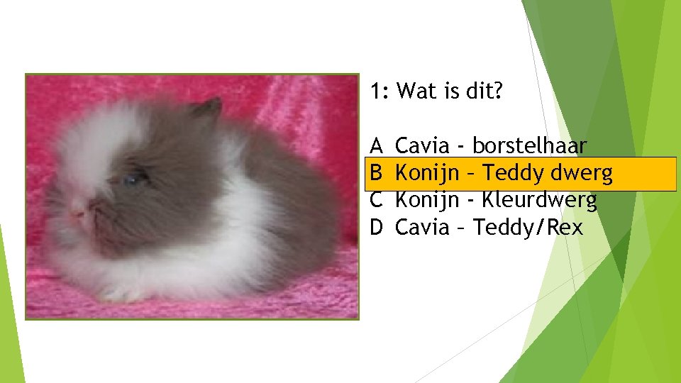 1: Wat is dit? A B C D Cavia - borstelhaar Konijn – Teddy