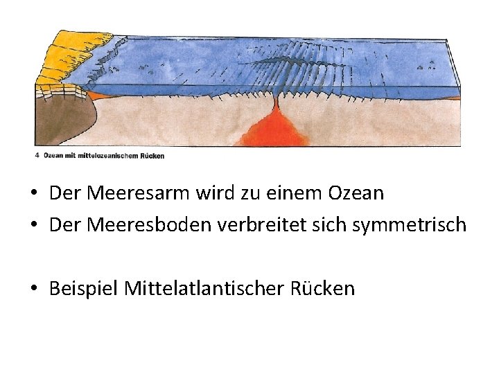  • Der Meeresarm wird zu einem Ozean • Der Meeresboden verbreitet sich symmetrisch