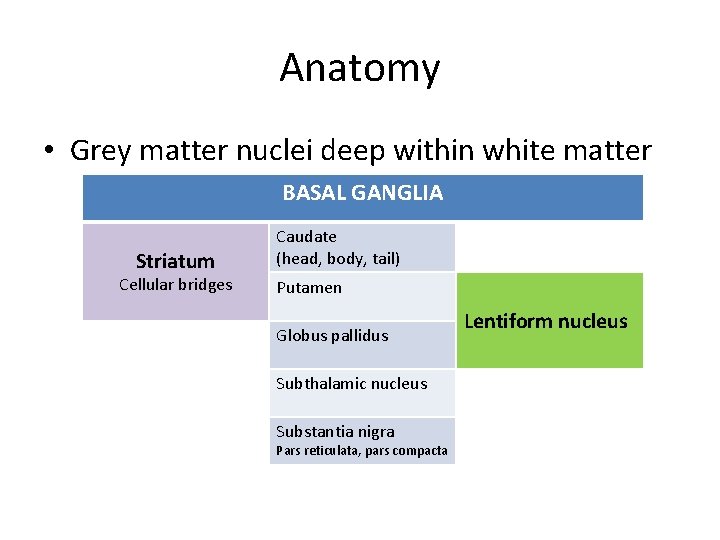 Anatomy • Grey matter nuclei deep within white matter BASAL GANGLIA Striatum Cellular bridges