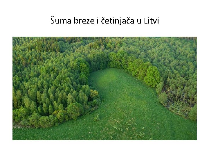  Šuma breze i četinjača u Litvi 