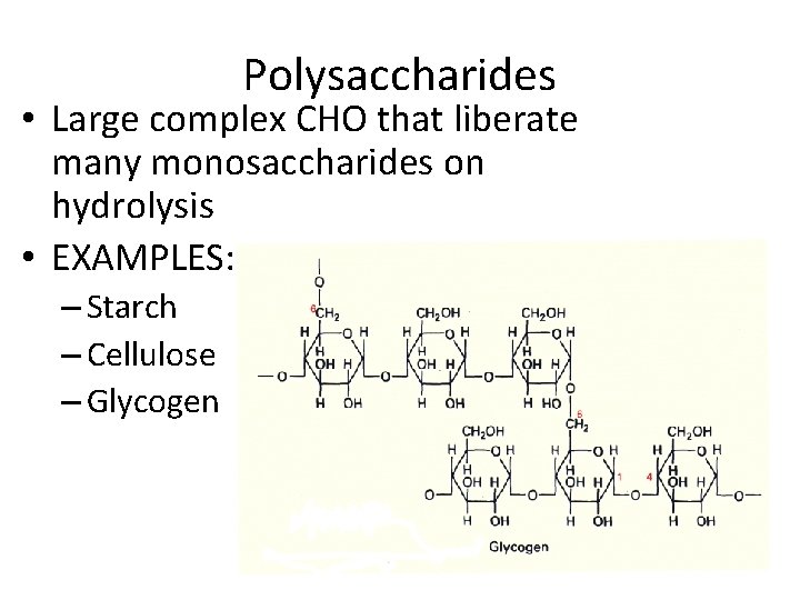 Polysaccharides • Large complex CHO that liberate many monosaccharides on hydrolysis • EXAMPLES: –