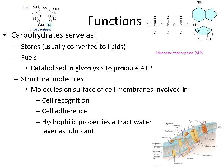 Functions • Carbohydrates serve as: – Stores (usually converted to lipids) – Fuels •