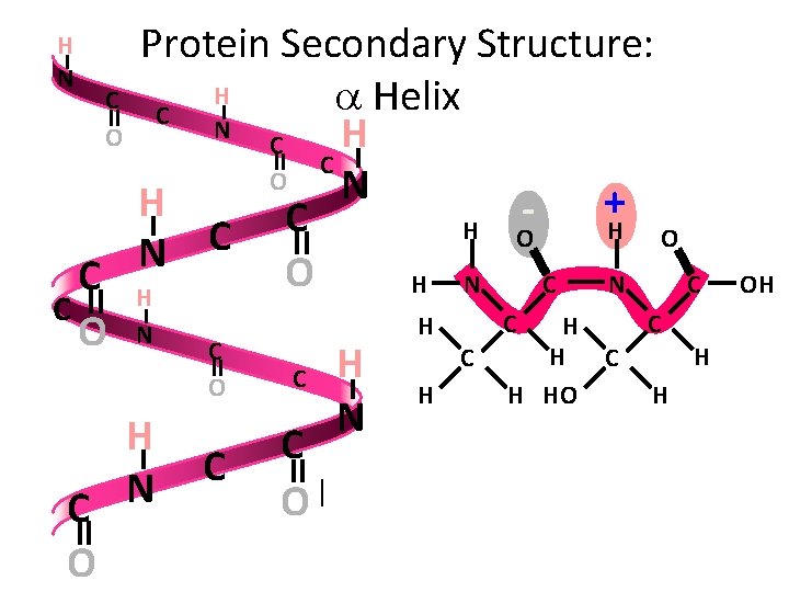 Protein Secondary Structure: H C a Helix C N O H C C O