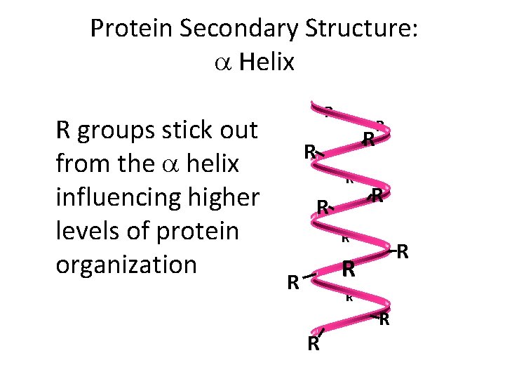 Protein Secondary Structure: a Helix R groups stick out from the a helix influencing