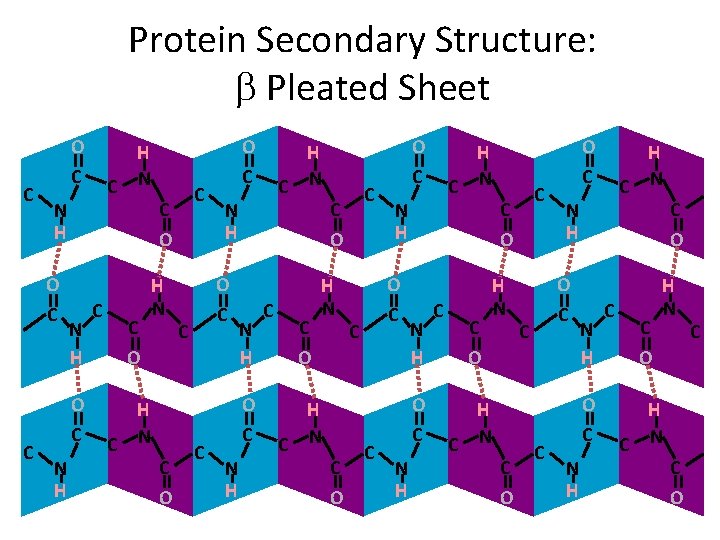 Protein Secondary Structure: b Pleated Sheet C O C N H O C C