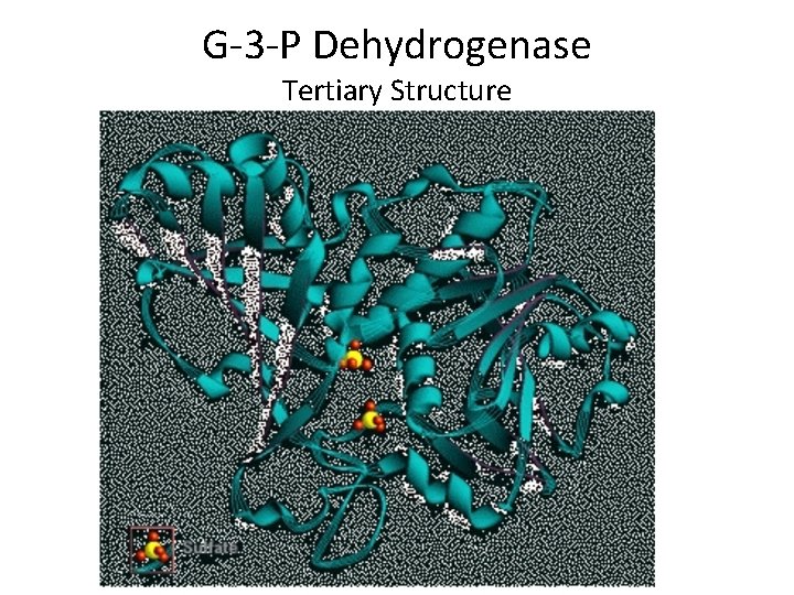 G-3 -P Dehydrogenase Tertiary Structure 