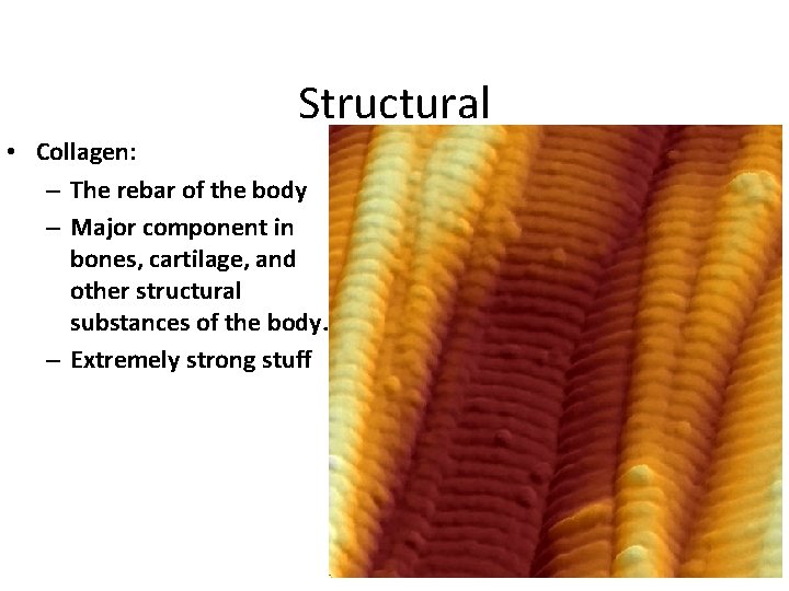 Structural • Collagen: – The rebar of the body – Major component in bones,