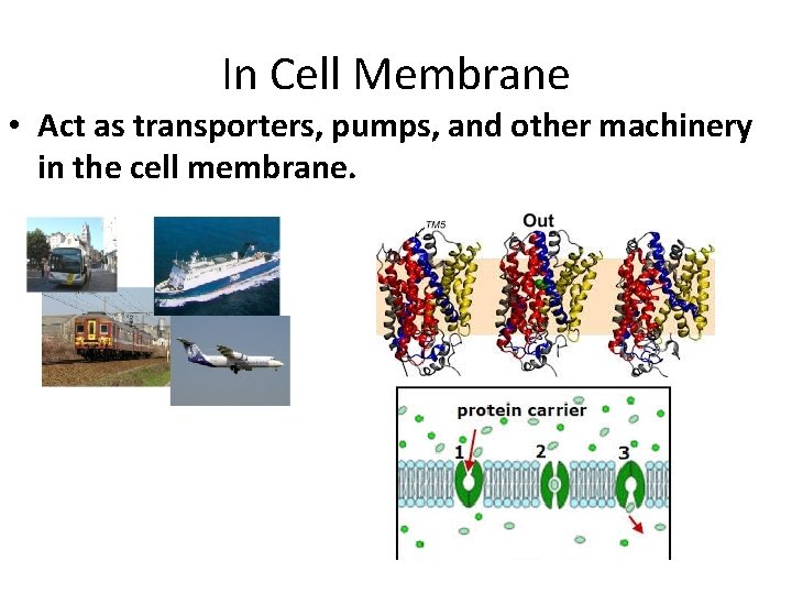 In Cell Membrane • Act as transporters, pumps, and other machinery in the cell