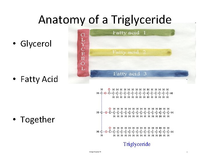 Anatomy of a Triglyceride • Glycerol • Fatty Acid • Together 
