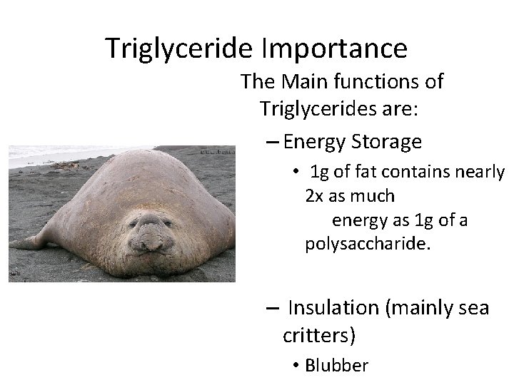 Triglyceride Importance The Main functions of Triglycerides are: – Energy Storage • 1 g