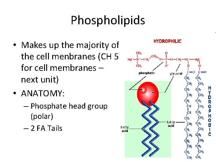 Phospholipids • Makes up the majority of the cell menbranes (CH 5 for cell