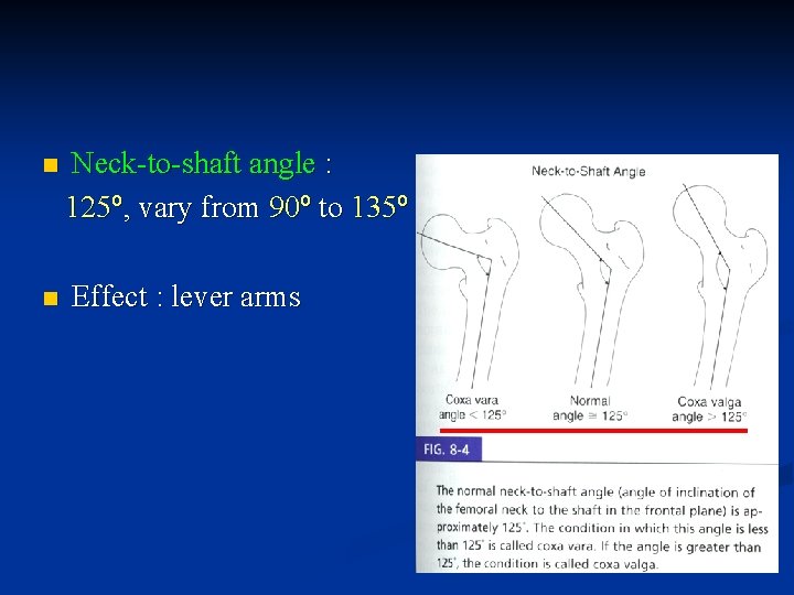 n n Neck-to-shaft angle : 125º, vary from 90º to 135º Effect : lever