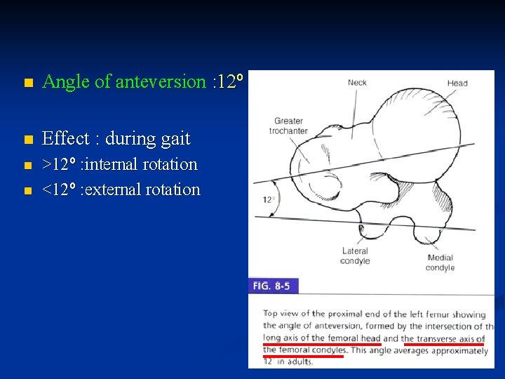 n Angle of anteversion : 12º n Effect : during gait n >12º :
