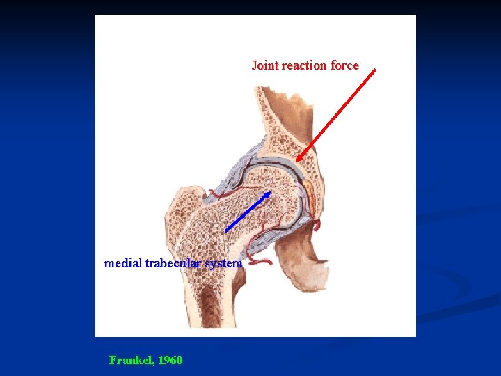 Joint reaction force medial trabecular system Frankel, 1960 