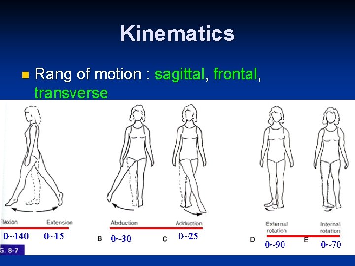 Kinematics n 0~140 Rang of motion : sagittal, frontal, transverse 0~15 0~30 0~25 0~90