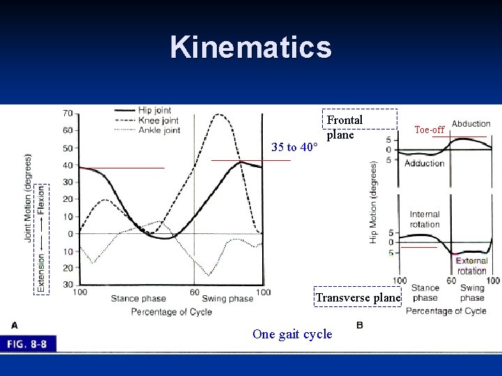 Kinematics 35 to 40° Frontal plane Transverse plane One gait cycle Toe-off 