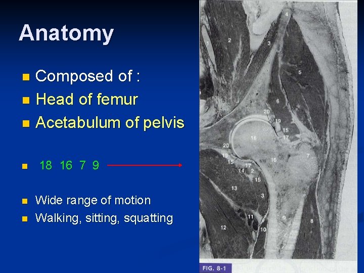 Anatomy Composed of : n Head of femur n Acetabulum of pelvis n n