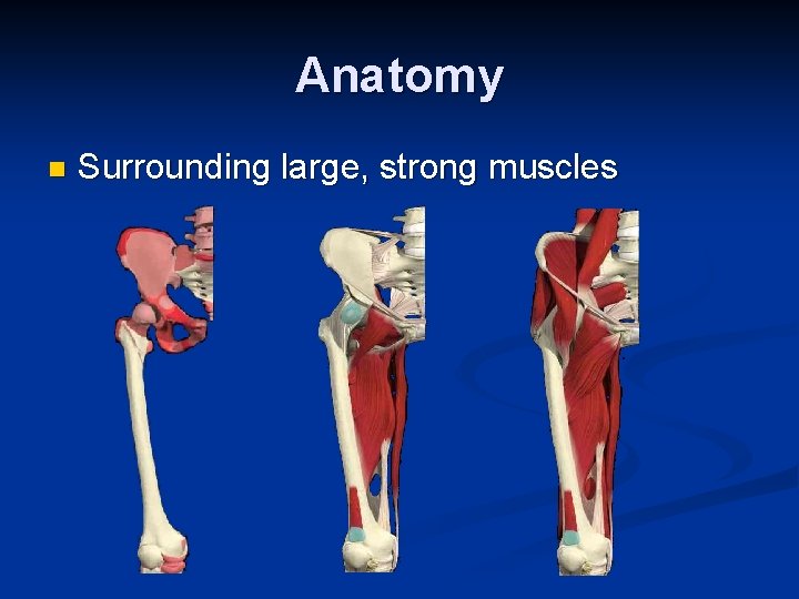 Anatomy n Surrounding large, strong muscles 