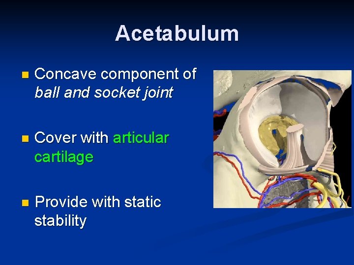 Acetabulum n Concave component of ball and socket joint n Cover with articular cartilage