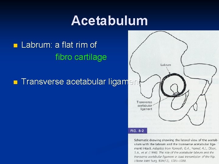 Acetabulum n Labrum: a flat rim of fibro cartilage n Transverse acetabular ligament 