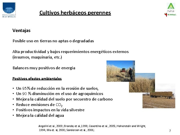 Cultivos herbáceos perennes Ventajas Posible uso en tierras no aptas o degradadas Alta productividad