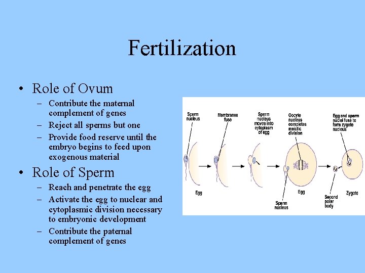 Fertilization • Role of Ovum – Contribute the maternal complement of genes – Reject