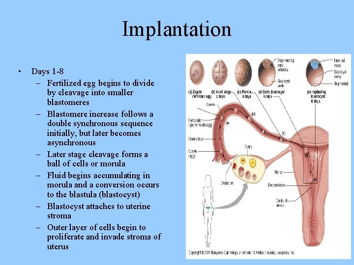 Implantation • Days 1 -8 – Fertilized egg begins to divide by cleavage into