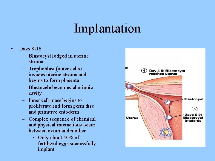 Implantation • Days 8 -16 – Blastocyst lodged in uterine stroma – Trophoblast (outer