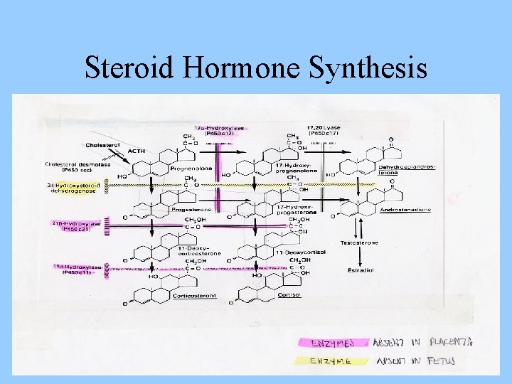 Steroid Hormone Synthesis 