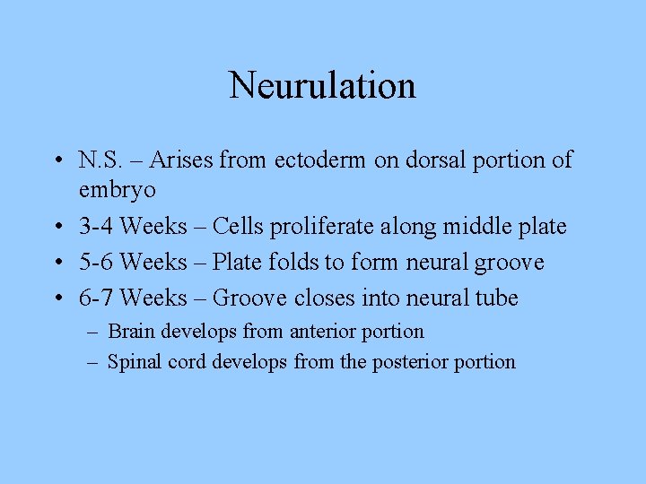 Neurulation • N. S. – Arises from ectoderm on dorsal portion of embryo •