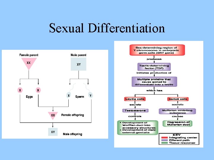 Sexual Differentiation 