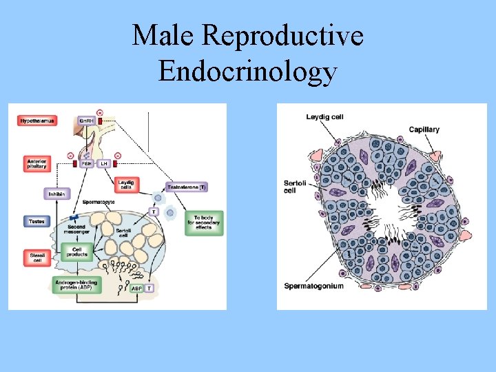 Male Reproductive Endocrinology 