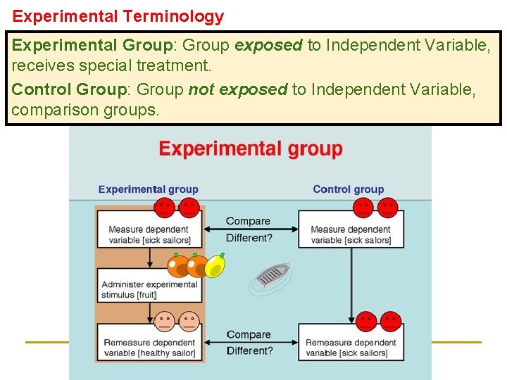 Experimental Terminology Experimental Group: Group exposed to Independent Variable, receives special treatment. Control Group: