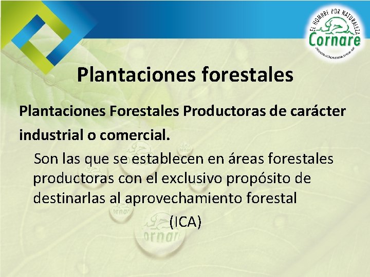 Plantaciones forestales Plantaciones Forestales Productoras de carácter industrial o comercial. Son las que se