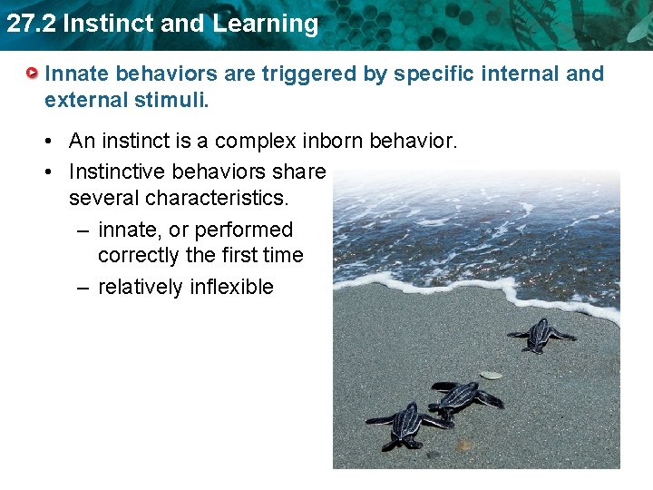 27. 2 Instinct and Learning Innate behaviors are triggered by specific internal and external