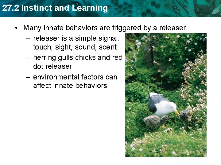 27. 2 Instinct and Learning • Many innate behaviors are triggered by a releaser.