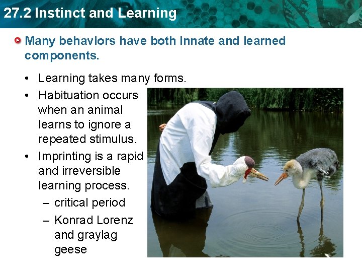 27. 2 Instinct and Learning Many behaviors have both innate and learned components. •