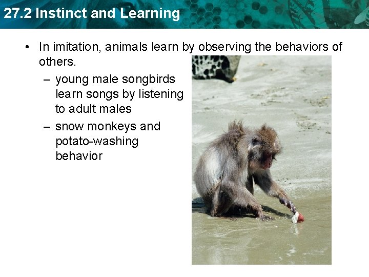 27. 2 Instinct and Learning • In imitation, animals learn by observing the behaviors
